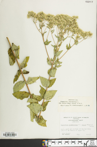 Eupatorium cordigerum image