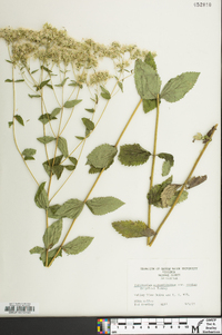 Eupatorium cordigerum image