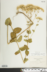 Eupatorium cordigerum image