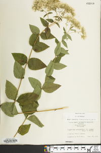 Eupatorium cordigerum image