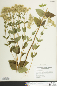 Eupatorium cordigerum image