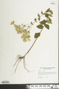 Eupatorium rotundifolium var. rotundifolium image