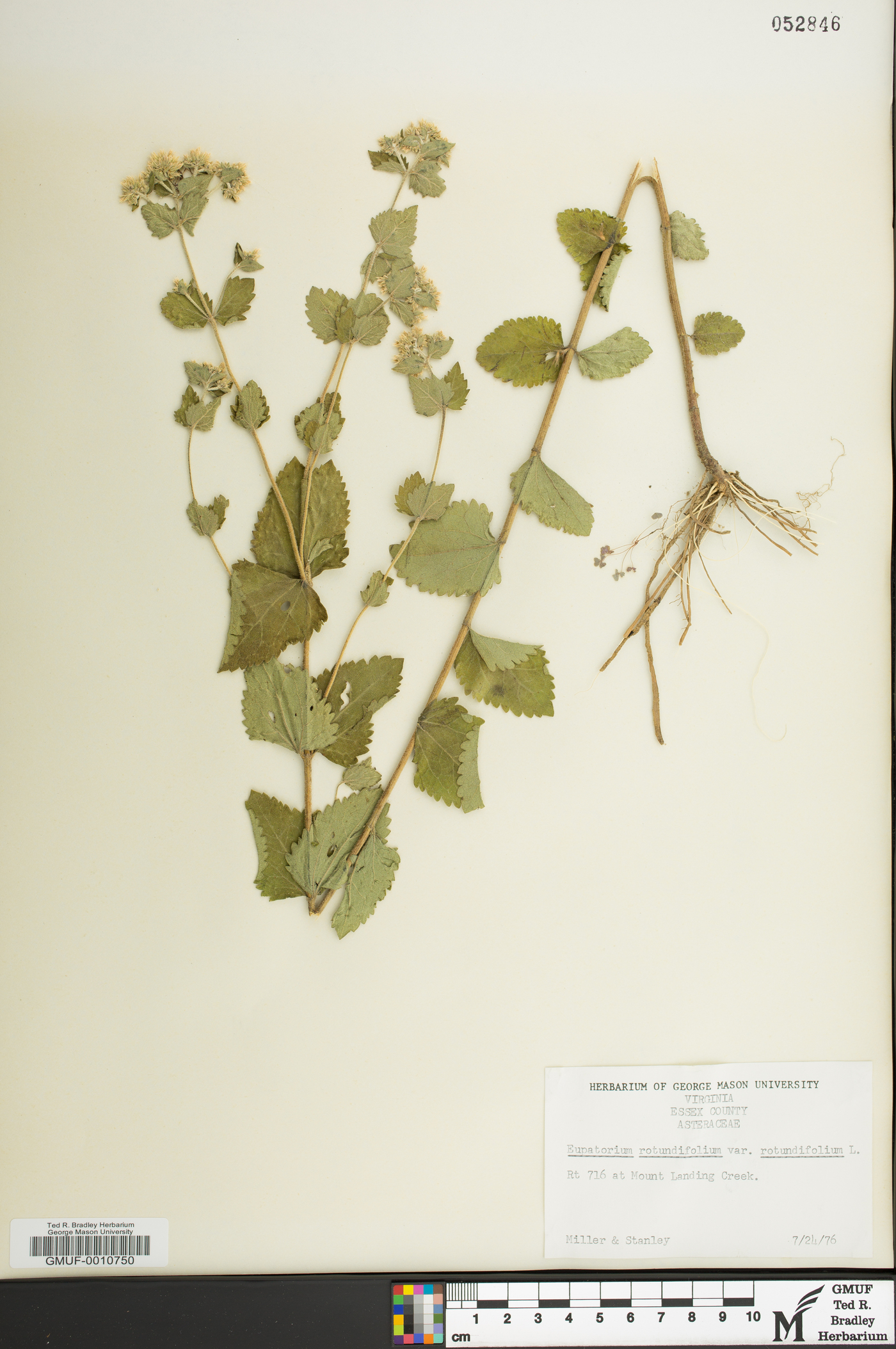 Eupatorium rotundifolium var. rotundifolium image