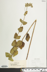 Eupatorium rotundifolium var. rotundifolium image