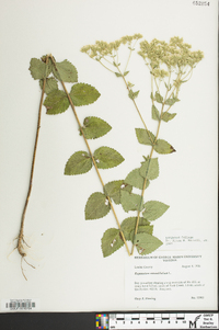 Eupatorium rotundifolium var. rotundifolium image