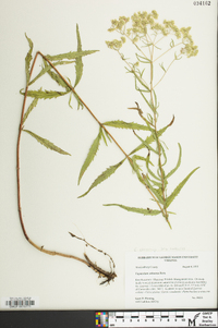 Eupatorium altissimum image