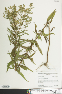 Eupatorium altissimum image