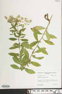 Eupatorium semiserratum image