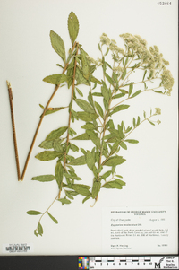 Eupatorium semiserratum image