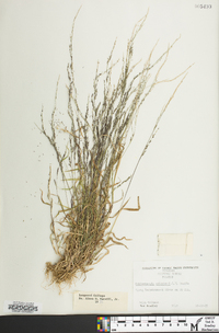 Muhlenbergia schreberi image