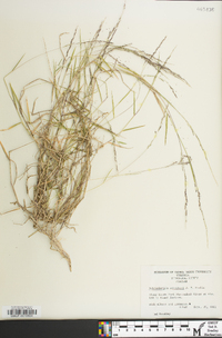 Muhlenbergia schreberi image