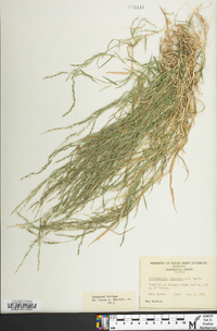 Muhlenbergia schreberi image