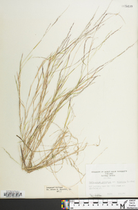 Muhlenbergia schreberi image