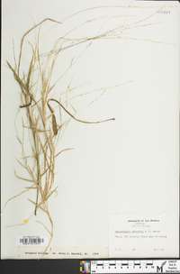 Muhlenbergia schreberi image