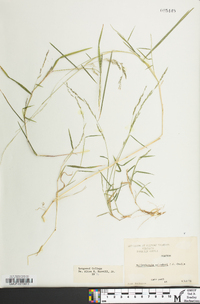 Muhlenbergia schreberi image