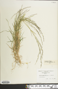 Muhlenbergia schreberi image