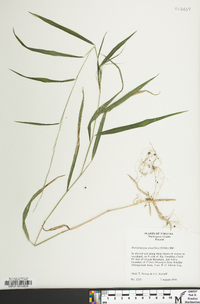 Muhlenbergia tenuiflora image