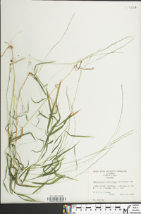 Muhlenbergia tenuiflora image