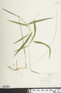 Muhlenbergia tenuiflora image