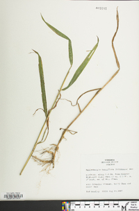 Muhlenbergia tenuiflora image