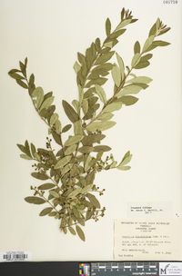 Ligustrum obtusifolium image