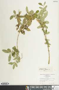 Ligustrum obtusifolium image