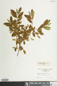 Ligustrum obtusifolium image