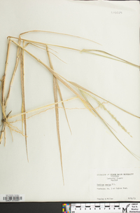 Panicum amarum image