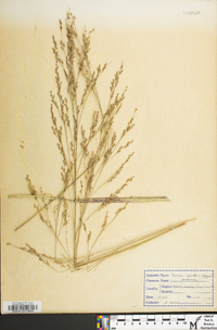 Panicum amarum image