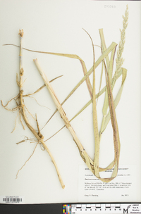 Panicum amarum image