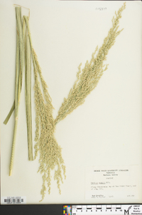 Panicum amarum image