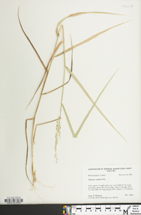 Panicum amarum image