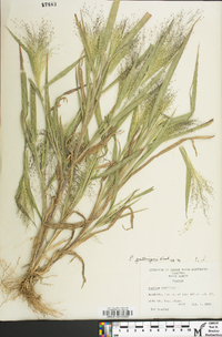 Panicum gattingeri image