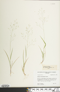 Panicum flexile image