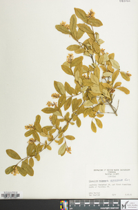 Ligustrum obtusifolium image