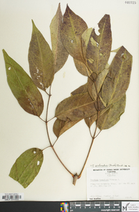 Fraxinus profunda image