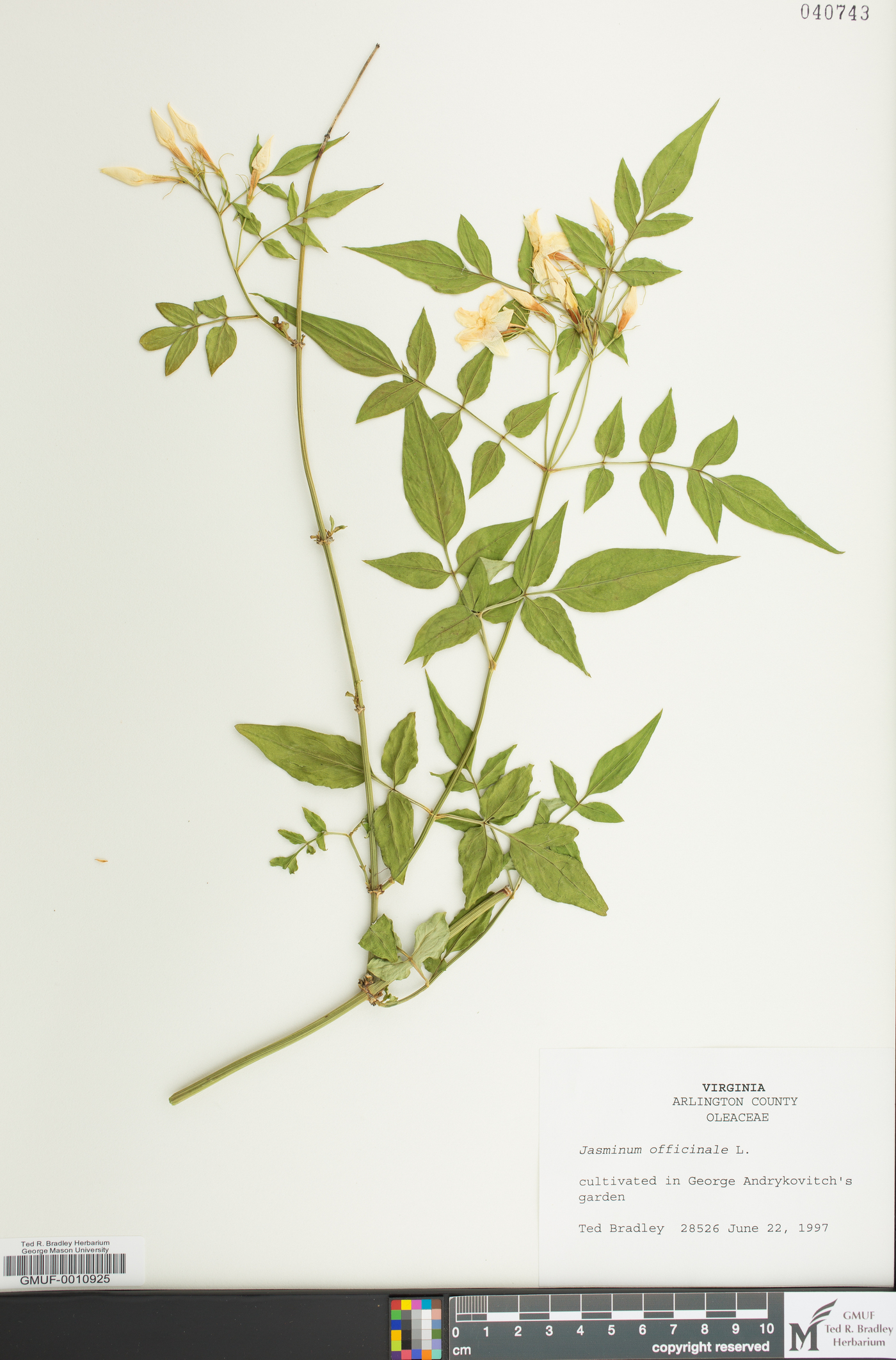 Jasminum officinale image