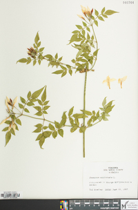 Jasminum officinale image