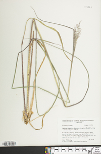 Coleataenia stipitata image