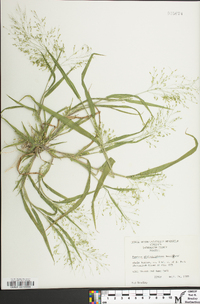 Panicum philadelphicum image