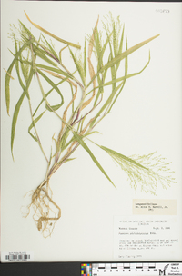 Panicum philadelphicum image