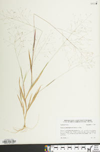 Panicum philadelphicum image