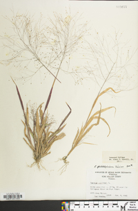 Panicum philadelphicum image