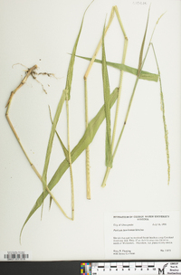 Panicum hemitomon image