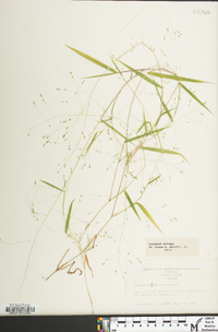 Kellochloa verrucosa image