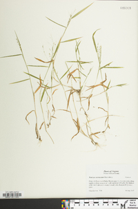 Kellochloa verrucosa image