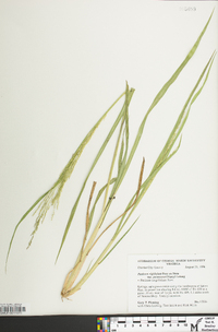 Coleataenia longifolia image