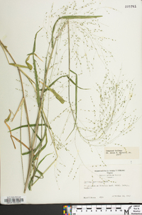 Kellochloa verrucosa image