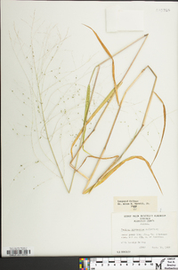 Kellochloa verrucosa image