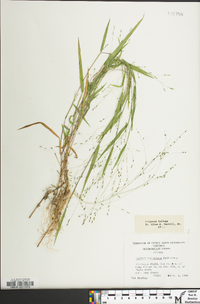 Kellochloa verrucosa image